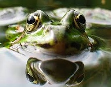 AR-frogs2.jpg